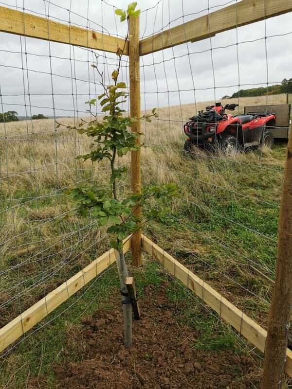 Oxford University Innovation Sponsors The Planting Of A Tree In Wytham Woods In Honour Of OIA’s Launch — image 2